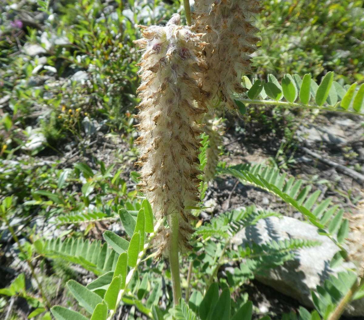 Astragalus alopecurus